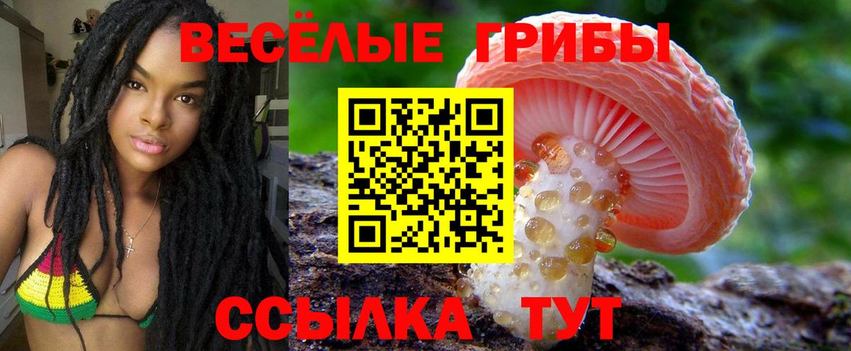 Псилоцибиновые грибы Cubensis  Вход с VPN  купить  цена  Северобайкальск 